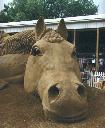 Animal 7