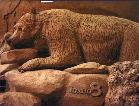 Animal 8